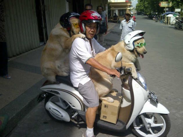 Heboh Dua Anjing Asal Surabaya Paham Safety Riding Sooperboy Com
