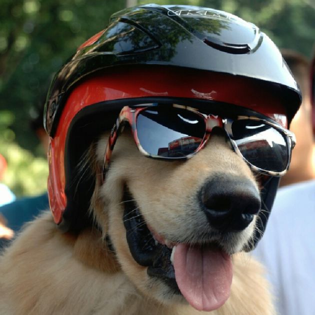 Heboh Dua Anjing Asal Surabaya Paham Safety Riding Sooperboy Com