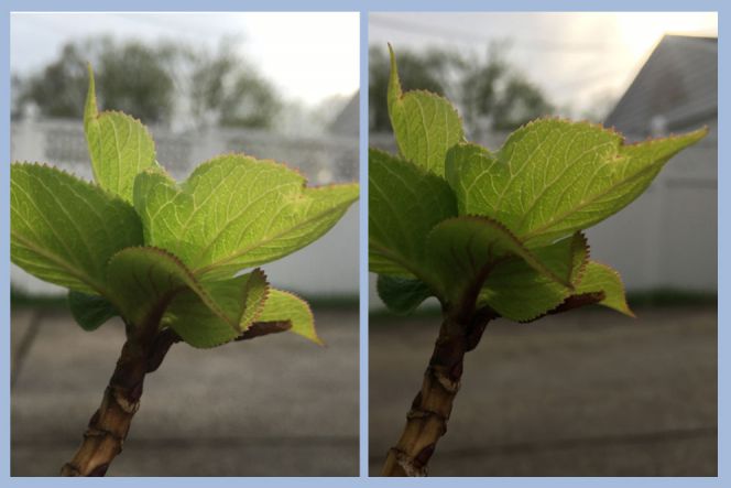 Perbedaan semakin terasa ketika digunakan untuk memotret sebuah objek yang membelakangi matahari. Dalam kondisi backlight, iPhone SE (kiri) terbukti mampu menghasilkan foto yang lebih terang, cerah, serta detil dibanding iPhone 6s. Jadi, mana yang menurut Anda lebih baik?