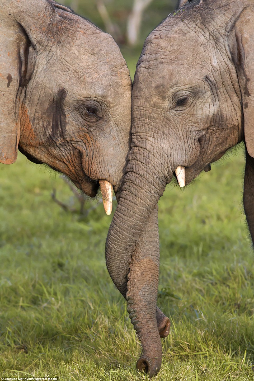  Foto Langka Gajah Muda Afrika Memadu Kasih