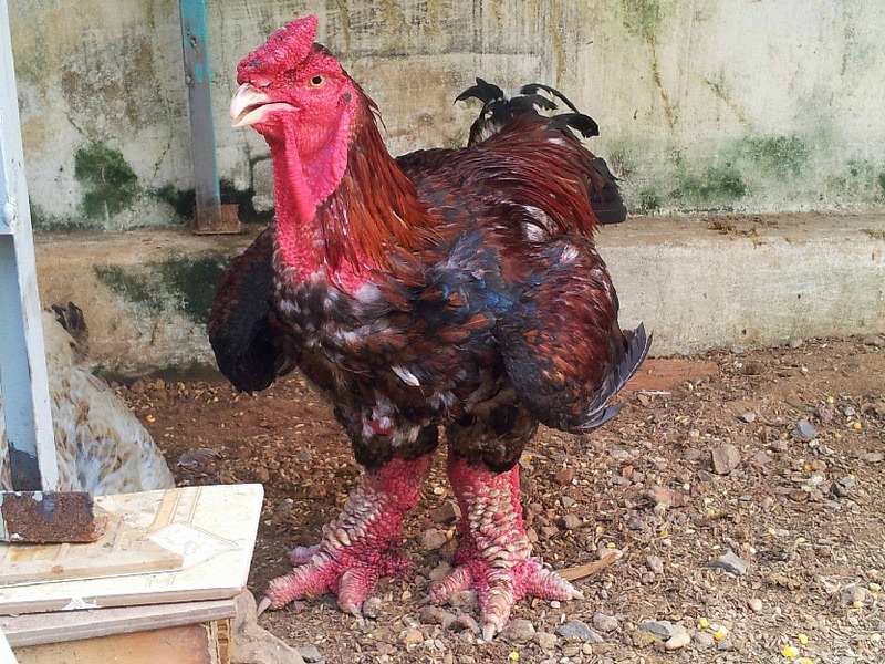 101+ Gambar Ayam Betina Vietnam Paling Keren 101+ Gambar Ayam Betina Vietnam Paling Keren