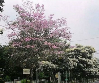 Heboh Taman  Bunga  Sakura  Magelang  Mirip di  Jepang Money id