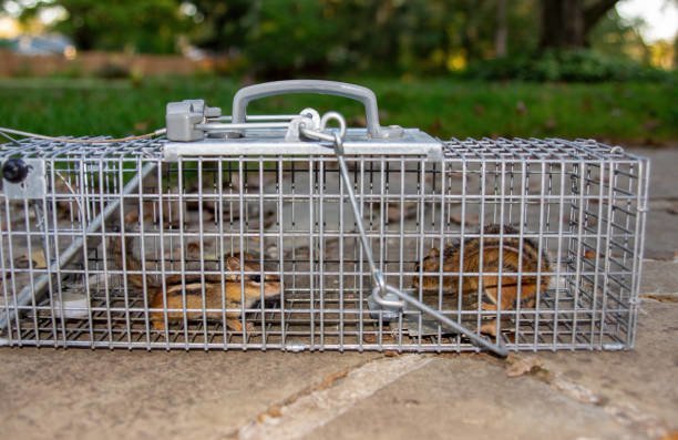 How to Get Rid of Chipmunks in House and Around with 12 Easy Ways