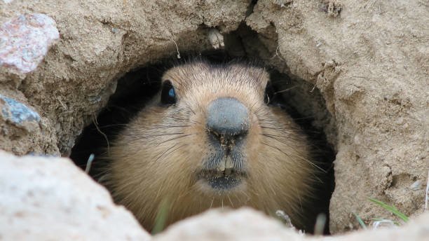 How to Get Rid of Groundhogs Naturally With 15 Easy Ways | trstdly