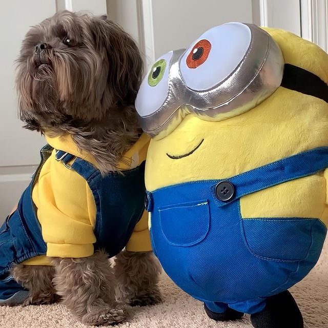 6 Cute Photos Of Dogs In Clothes That Will Make You Melt trstdly