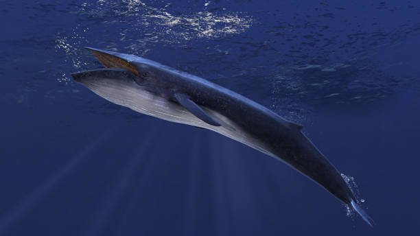 5 Unique Facts About Antarctic Blue Whale, The Largest Animal on Earth