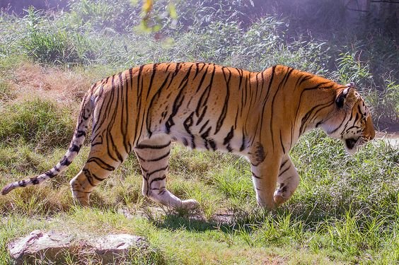 5 Facts about Bengal Tigers, The Iconic Animal of India | trstdly ...
