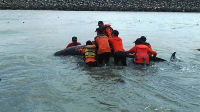 Paus Terdampar di Muara Sungai Serang 'Dikembalikan' ke Laut