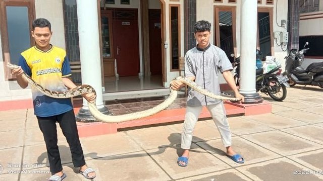 Santri Ponpes Al Barru Bulusulur Tangkap Ular 6 Meter