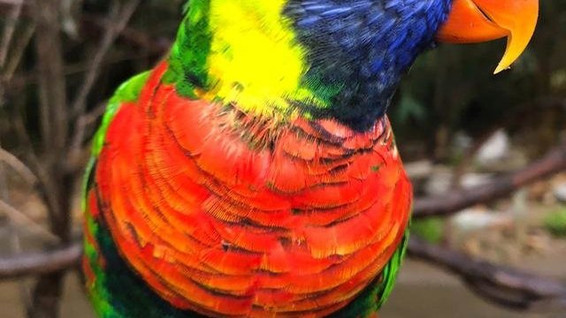 Ribuan Burung Beo Australia Jatuh Mati dari Langit, Ada Apa?