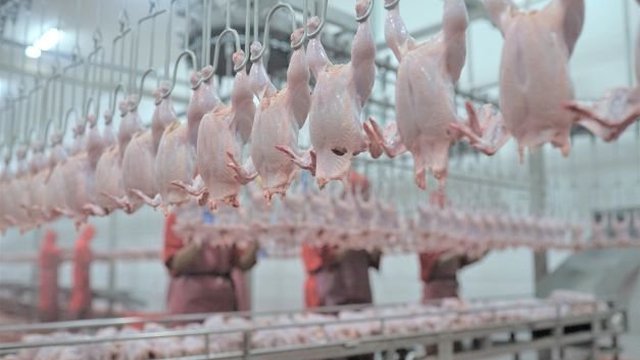 PT Widodo Makmur Unggas Tbk Raup Laba Rp 91 Miliar
