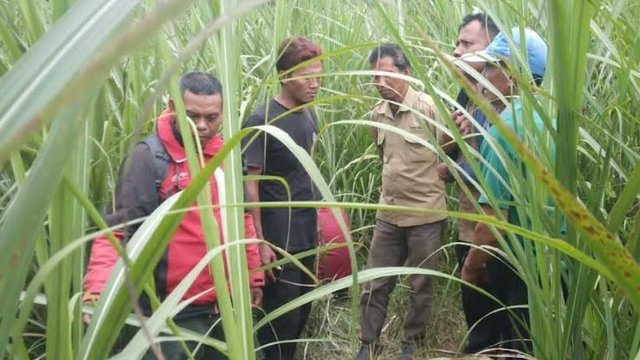 Kemunculan Macan Liar Resahkan Warga Ngepringan Sragen