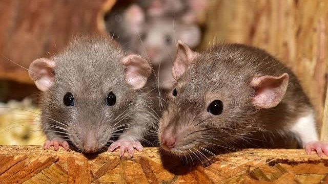 DKK Sukoharjo Waspadai Penyebaran Leptospirosis
