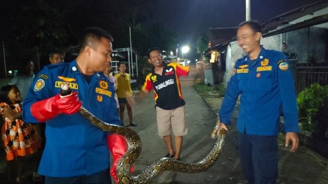 Damkar Purwokerto Berhasil Jinakkan Ular Sanca