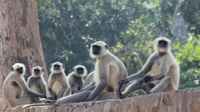 Kawanan Monyet Kembali Serang Penduduk di Tegal, Warga Ketakutan