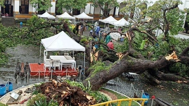 Pohon 'Talijiwo' Lawang Sewu Roboh, 2 Orang Terluka