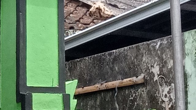 Tersengat Tawon Vespa, Nyawa Warga Cangkringan Melayang
