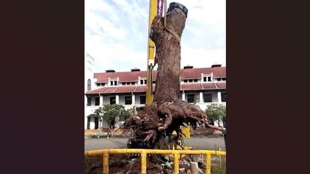 Pohon Tua Penghuni Lawang Sewu Roboh Berdiri Kambali