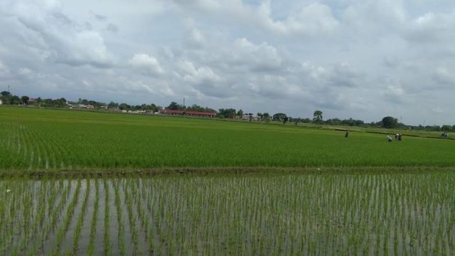 Tidak Terpengaruh Impor, Pemkab Sukoharjo Mampu Penuhi Kebutuhan Beras