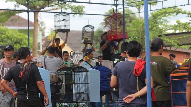 Orang Muda Ganjar Yogyakarta Gelar Lomba Kicau Burung