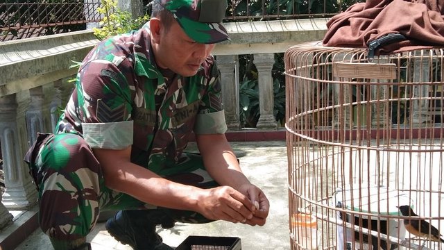 Babinsa di Boyolali Sukses Beternak Burung Murai