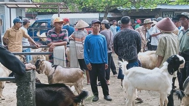 Peternak Sapi Diminta Waspadai Serangan Penyakit LSD