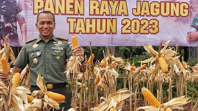 Dukung Ketahanan Pangan, Kodim Semarang Sukses Panen Jagung