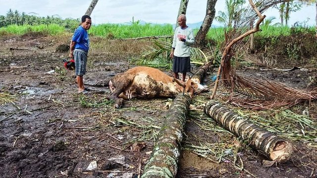 Baru Seminggu Dipelihara, Sapi Paingin Mati Tertimpa Pohon Tumbang