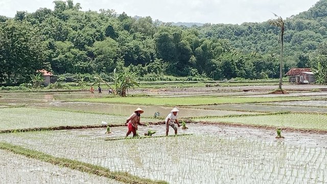 NTP DIY MengalamI Kenaikan Indeks Menjadi 101,42