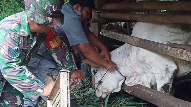 Vaksin Booster PMK di Bantul Capai 90 Persen
