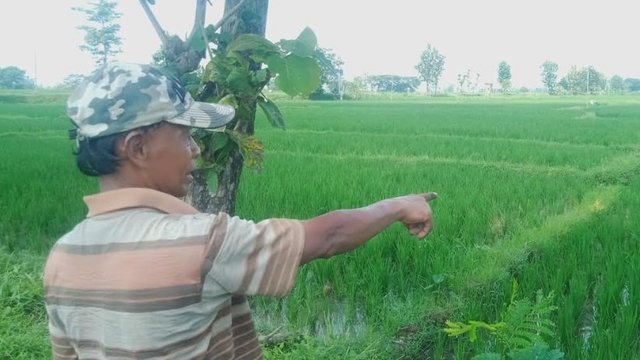 Ogah Pola Tanam, Petani Karanganyar Pilih Mutilasi Rumpun