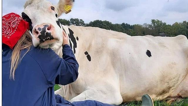 Jelang Valentine Negara Ini Ajak Warga Peluk Sapi, Ternyata Ini Sejarahnya