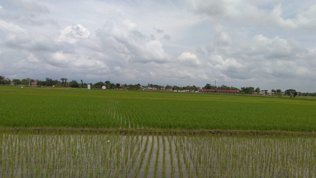 Petani Diminta Waspada Curah Hujan Tinggi