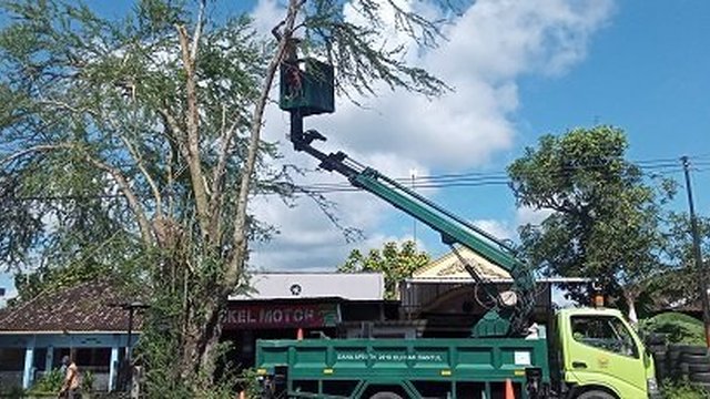 DLH Bantul Gencarkan Pemangkasan, Kurangi Potensi Pohon Tumbang