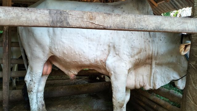 Puluhan Sapi di Bantul Terserang Penyakit Virus LSD