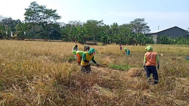 Naik Terus, Harga Gabah di DIY Tidak Ada Dibawah HPP