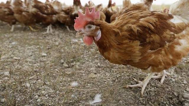 Perketat Pemeriksaan Unggas, Waspadai Penyebaran Flu Burung