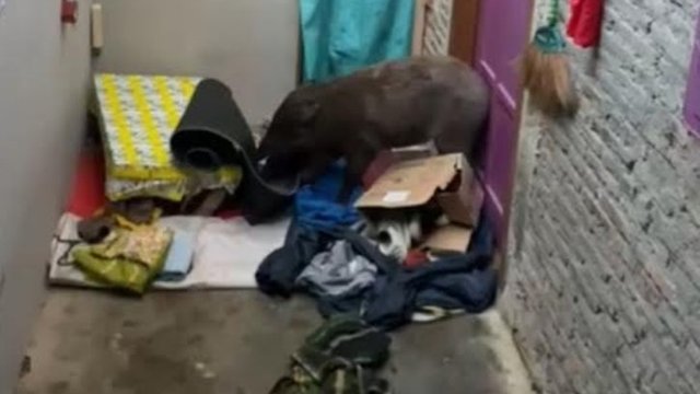 Banyumas Geger, Celeng Diduga Babi Ngepet Satroni Rumah Warga Banjarsari