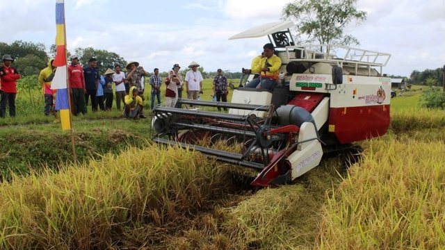 Belum Sesuai harapan, Penting Penguatan Kelembagaan Pangan