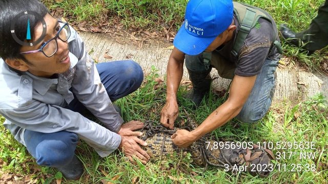 Buaya di Sungai Oya Ternyata Milik BKSDA, Begini Kronologi Lepasnya