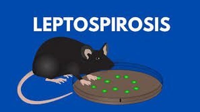 Leptospirosis Serang 52 Warga, Dinkes Imbau Tingkatkan PHBS