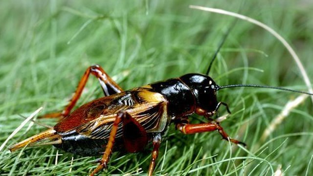 Singapura Akhirnya Izinkan Warga Makan Jangkrik