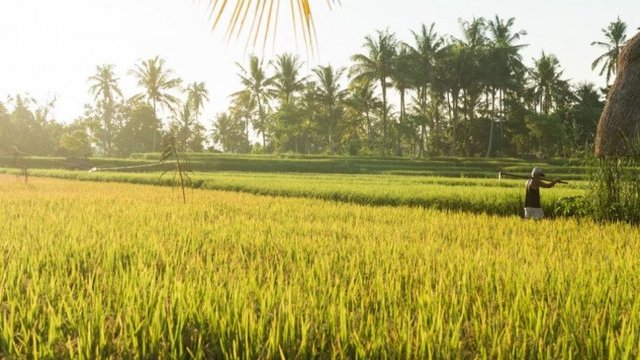 Harga Gabah Petani DIY Turun Pada Maret 2023