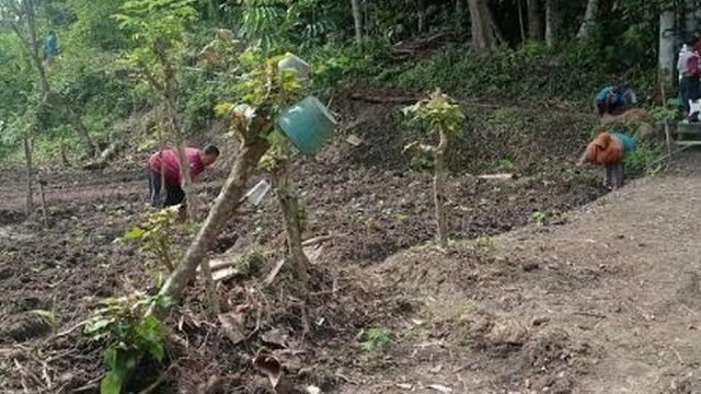 Kelompok Wanita Tani Cikalan Bangunjiwo Raup Rupiah Dari Panen Kebun Sayur