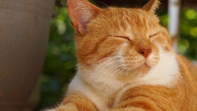 Rencana Tinggalkan Kucing di Rumah Saat Mudik, Ikuti Tips Aman Ini