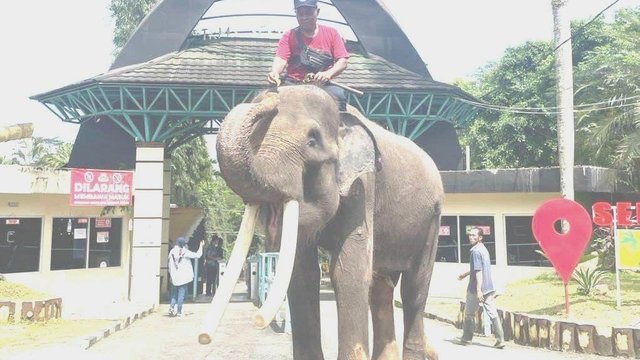 Dua Pertiga Habitatnya Hilang, Populasi Gajah Asia Terancam