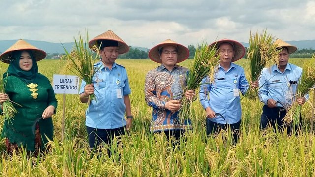 Petani Cepoko Menggelar Tradisi Wiwitan
