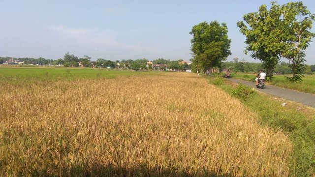 Harga Gabah di DIY Naik, Masih Ada Yang Di Bawah HPP