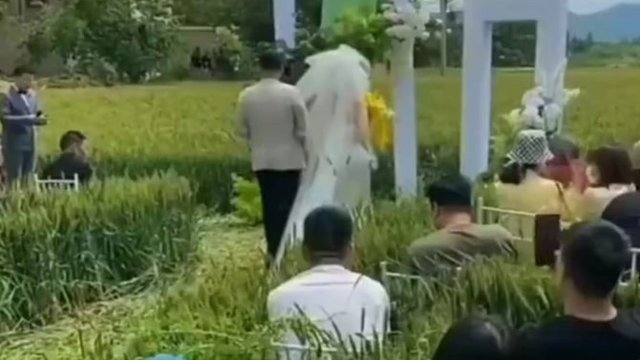 Viral Pernikahan di Tengah Sawah, Tamu Undangan Auto Garuk-garuk