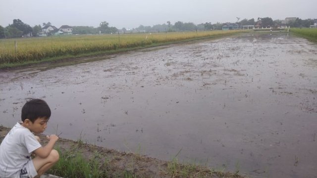 Hadapi Musim Kemarau, Sumber Air Pertanian Sukoharjo Masih Aman